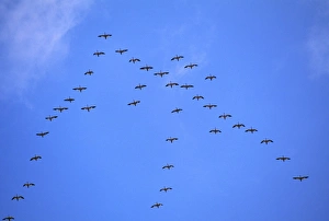 Images Dated 2nd May 2008: Snow Geese - Brigantine National Wildlife Refuge, New Jersey, USA