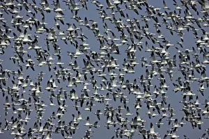 Snow Geese (Chen caerulescens) - NY - USA - Large group in flight - Montezuma Wildlife Refuge
