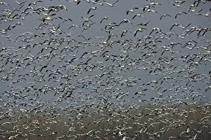 Snow Geese (Chen caerulescens) - NY - USA - Large group in flight - Montezuma Wildlife Refuge