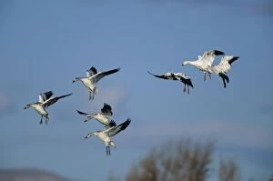 Images Dated 11th August 2006: Snow Geese - Coming in to land Bosque del Apache NWR, New Mexico, USA BI005636
