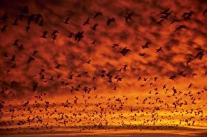 Images Dated 22nd September 2011: Snow Geese - at dawn - Bosque Del Apache - New Mexiico - USA BI015020