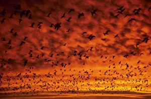 Dawn Prints: Snow Geese - at dawn - Bosque Del Apache - New Mexiico - USA BI015020