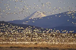 Snow geese during early spring migration. Lower Klamath National Wildlife Refuge, California, Oregon. B5599