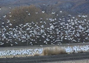 Snow geese - in flight