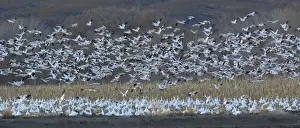 Migrant Prints: Snow-geese - in flight Bosque del Apache National Wildlife Refuge