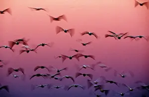 Sympathy Prints: SNOW GEESE - flight to roost after dark, showing blurred wings