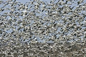 Images Dated 4th December 2008: Snow Geese - flock in flight - Latin formerly Chen