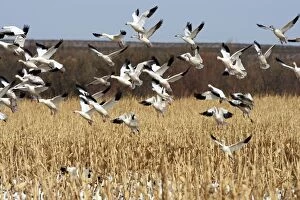 Snow Geese - flock in flight - Latin formerly Chen