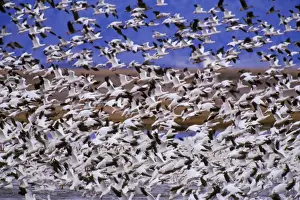 Western U Prints: Snow geese - flock taking off. Western U. S. spring migration b5823