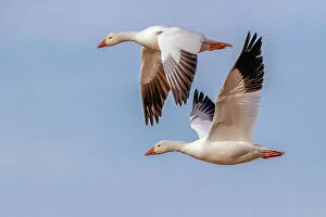 Migration Collection: Snow geese flying. Bosque del Apache National Wildlife Refuge, New Mexico Date: 01-01-2000