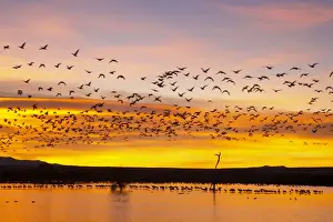Snow Geese - Leaving Roost Site before Dawn - Bosque Del Apache NWR - New Mexico - USA BI017152