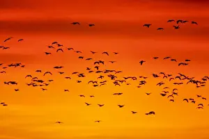 Dawn Prints: Snow Geese - Leaving Roost Site before Dawn - Bosque Del Apache NWR - New Mexico - USA BI017157