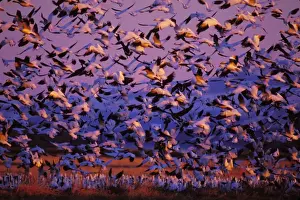 Migrate Prints: Snow Geese - sunrise, Lower Klamath NWR, Oregon. Spring b5600
