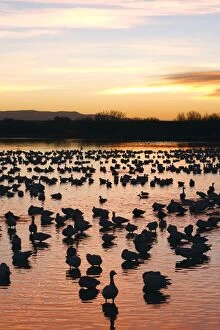 Snow Geese - at sunset - Latin formerly Chen caerulescens