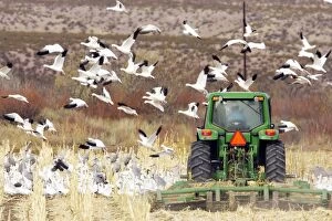 Snow Geese - Taking flight from corn field as tractor passes