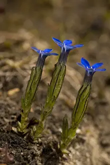 Gentian Prints: Snow gentian (Gentiana nivalis) - very rare mountain plant in Scotland