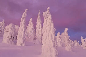 Snow ghosts in twilight in the Whitefish