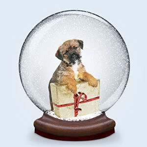 Ball Gallery: Snow Globe with Border Terrier puppy and present