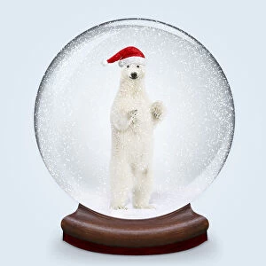 Xmas Gallery: Snow globe, Polar Bear smiling wearing Christmas hat