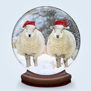 Cos 2415 Gallery: Snow globe of two sheep wearing Christmas hats Date: 03-12-2018