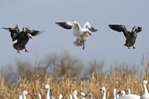 Images Dated 4th December 2008: Snow Goose - Blue phase - in flight - Latin formerly