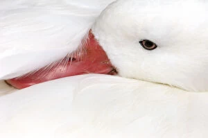 Snow Goose (Chen caerulescens), captive