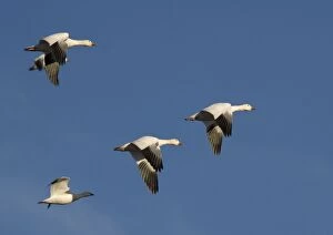 Snow Goose - in flight