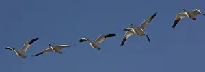 Snow-goose - in flight Bosque del Apache National Wildlife Refuge, USA