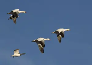 Snow-goose - in flight Bosque del Apache National Wildlife Refuge