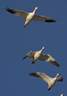 Snow-goose - in flight Bosque del Apache National Wildlife Refuge