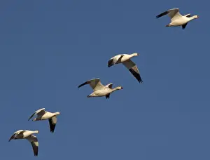 Snow-goose - in flight Bosque del Apache National Wildlife Refuge