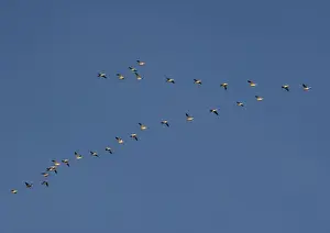 Leadership Prints: Snow-goose - in flight Bosque del Apache National Wildlife Refuge