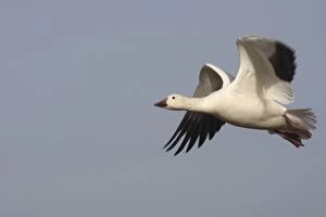 Snow Goose - in flight - Latin formerly Chen caerulescens