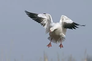 Images Dated 4th December 2008: Snow Goose - in flight - Latin formerly Chen caerulescens