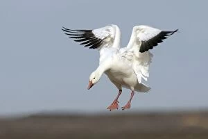 Images Dated 4th December 2008: Snow Goose - in flight - Latin formerly Chen caerulescens