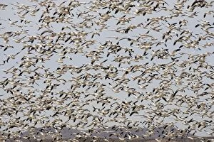 Snow Goose - flock in flight - Latin formerly Chen