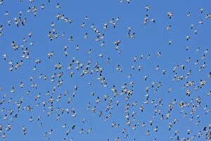 Images Dated 1st December 2008: Snow Goose - flock in flight - Latin formerly Chen