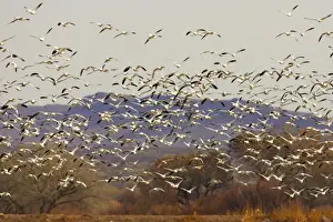Snow Goose - Flock taking off Anser caerulescens Bosque Del Apache NWR New Mexico, USA BI017213
