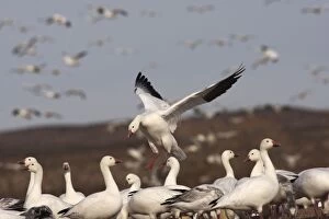 Images Dated 4th December 2008: Snow Goose - Latin formerly Chen caerulescens