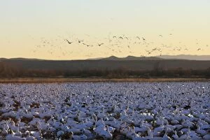 Images Dated 30th November 2008: Snow Goose - Latin formerly Chen caerulescens