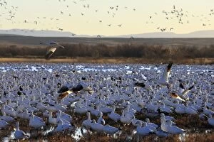 Images Dated 30th November 2008: Snow Goose - Latin formerly Chen caerulescens