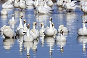 Images Dated 29th November 2008: Snow Goose - Latin formerly Chen caerulescens