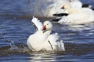 Images Dated 29th November 2008: Snow Goose - Latin formerly Chen caerulescens