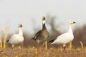 Snow Goose - Normal White form and rare Blue form Anser caerulescens Bosque Del Apache NWR New Mexico, USA BI017342