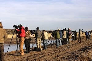 Images Dated 2nd December 2008: Snow Goose and photographers - Bosque del Apache