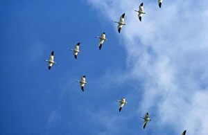 Images Dated 9th May 2008: Snow Goose - in V formation