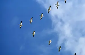 Flocks Prints: Snow Goose - in V formation