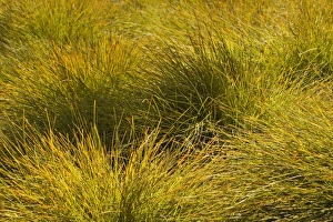 Images Dated 10th December 2008: Snow Grass - filigrane snow grass in backlighting - Cradle Mountain-Lake St