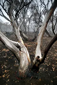 Bush Fire Prints: Snow Gum after bush fire JLR 43 Davies plain - Alpine National Park North East Victoria