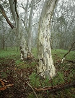 Eucalyptus Gallery: Snow gum (Eucalyptus pauciflora), Mt Cobbler, Alpine
